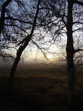 Kış gündoğumu sisli ve ön planda ağaçlarla, kahverengi, sarı, siyah, beyaz ve turuncu renklerle