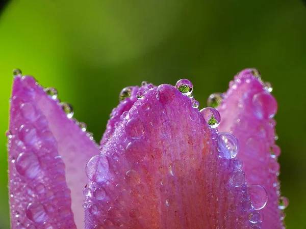 Super Macro Gouttes Eau Sur Une Tulipe Rose Tulipa Avec — Photo