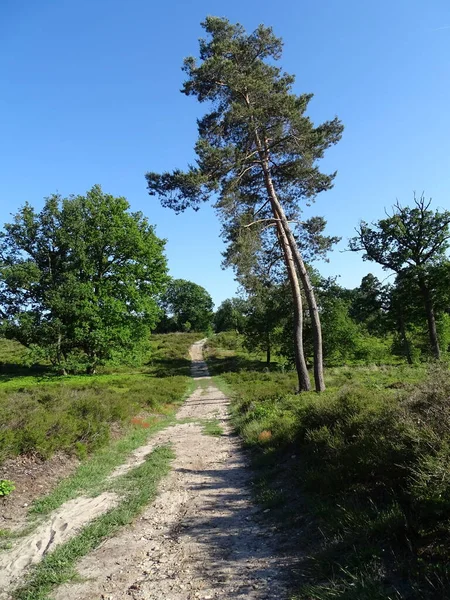 Photo Paysage Sentier Sablonneux Entre Bruyère Pin Chêne Avec Ciel — Photo