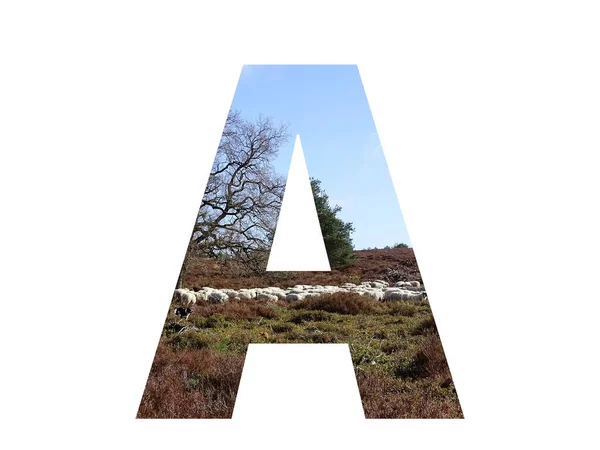 Letter Alphabet Made Herd Sheep Heather Blue Sky Colors Brown — Stock Photo, Image