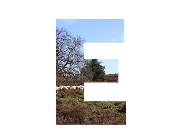 Huruf Dari Alfabet Dibuat Dengan Kawanan Domba Padang Rumput Dan — Stok Foto