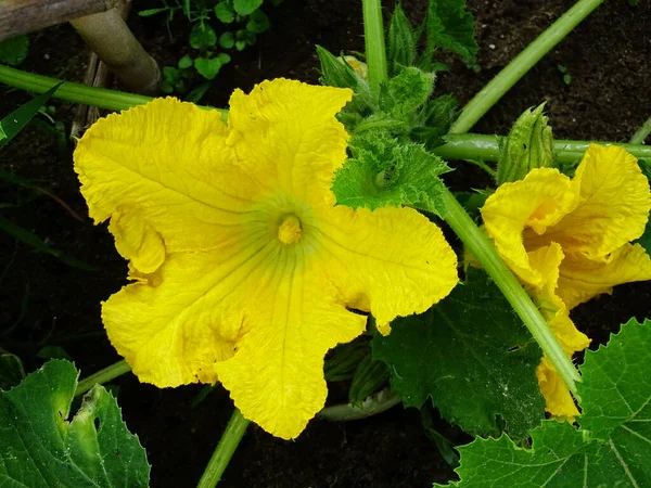 Close Uma Planta Abobrinha Cucurbita Pepo Horta Com Flores Amarelas — Fotografia de Stock