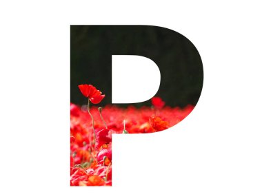 Alfabedeki P harfi, beyaz arka planda izole edilmiş, koyu arkaplanlı haşhaş tarlasının üzerinde duran kırmızı bir gelincik ile yapılmıştır.