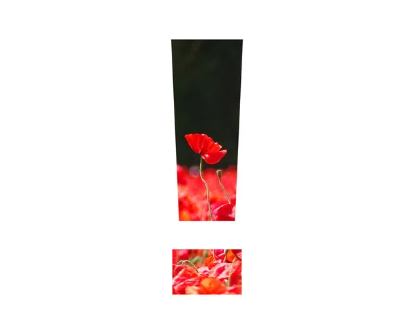 Exclamation Mark Alphabet Made Red Poppy Sticking Out Field Poppies — Stockfoto