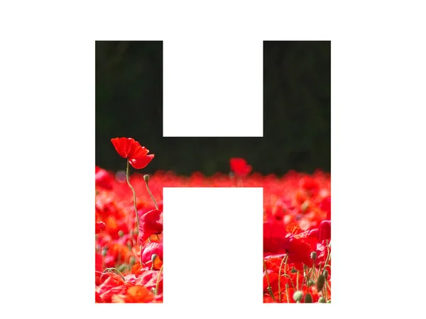 Letter Alphabet Made Red Poppy Sticking Out Field Poppies Dark — ストック写真