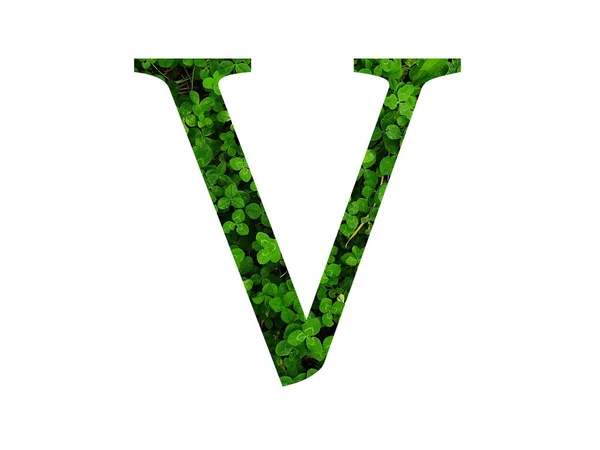 三叶草地绿叶组成的字母表的字母V 用绿色做的 — 图库照片