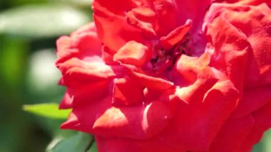 Çin gülü açık hava manzarasını kapatın.