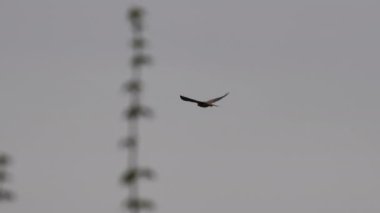 Yaygın kerkenez gökyüzünde yükseklere uçar