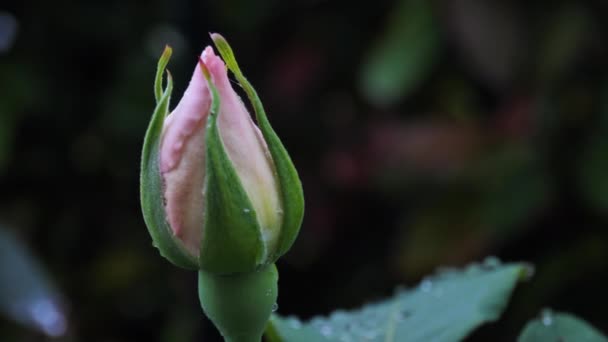 Chinese rose closed close up — Stock Video