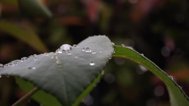 Hoja con gotas de lluvia al aire libre — Vídeo de stock