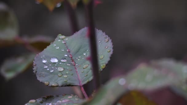 장미 잎의 정취있는 근접 사진 — 비디오
