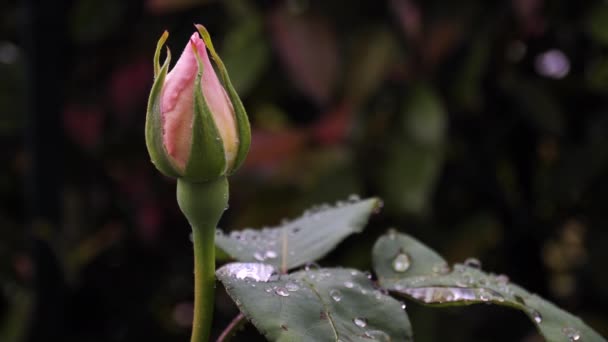 Draguta singură roz china floare de trandafir după ploaie — Videoclip de stoc