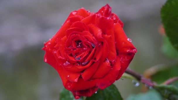 Żywy pojedynczy czerwony kwiat róży chińskiej — Wideo stockowe