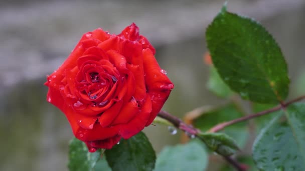 Chinese red rose close up view — Stock Video