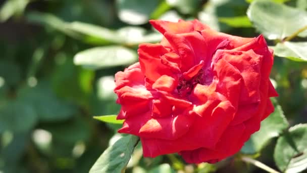 Red chinese rose flower outdoors — Stock Video