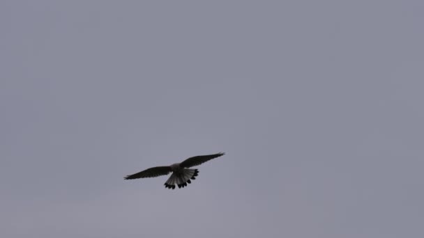 Kestrel comum voando no céu — Vídeo de Stock