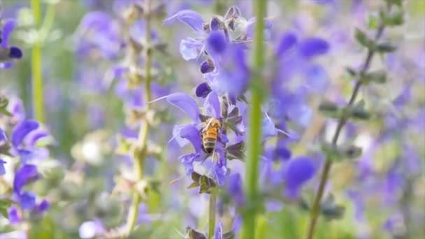 Abeja en planta tipo Salvia pratensis — Vídeos de Stock