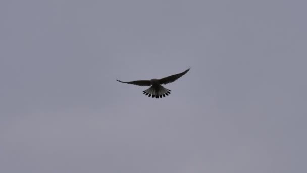 Falco tinnunculus aletas con alas en un solo lugar — Vídeos de Stock