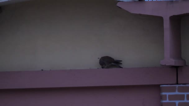 Crécerelle commun mange en public — Video