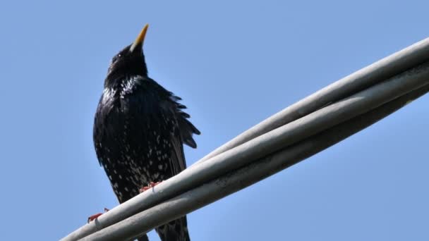 Pájaro negro con plumas se para en línea de cable — Vídeos de Stock