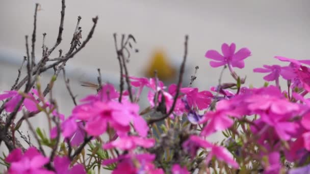 Macroglossum stellatarum tipo colibrí se cierne sobre las plantas púrpuras — Vídeo de stock