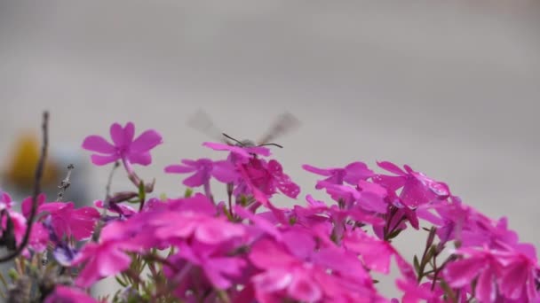 Hummingbird falcão-traça paira sobre flores roxas — Vídeo de Stock