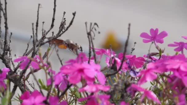 Colibrí se cierne sobre las flores — Vídeo de stock