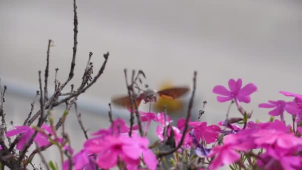 Colibrí se cierne sobre las flores — Vídeos de Stock