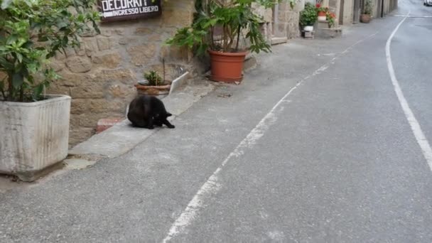 Kendini temizleyen kara kedi tarihi bir sokağın kenarında oturuyor. — Stok video