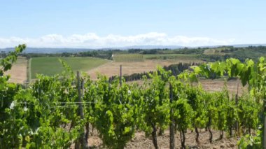 Güneşli bir yaz gününde San Gimignano yakınlarındaki Toskana tepelerindeki üzüm bağı.