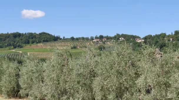 Close up on olive trees in a Tuscan hill under the summer sun near San Gimignano — Stock Video