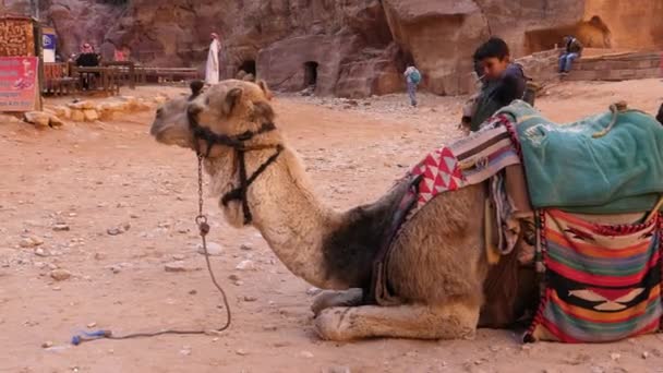 Çocuk kayalık Petra şehrinde bir devenin yanından geçiyor. Eski ve gizemli bir şehir. — Stok video