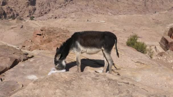 Γάιδαρος τρώει από το έδαφος στη βραχώδη περιοχή της αρχαίας πόλης Petra Ιορδανία — Αρχείο Βίντεο