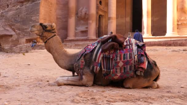 Dromedario sentado frente a Al Jazneh, el Tesoro, templo en Petra Jordania — Vídeos de Stock