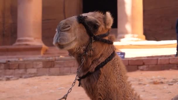 Primer plano del camello dromedario frente a Al Khazneh, el Tesoro, en Petra Jordania — Vídeos de Stock