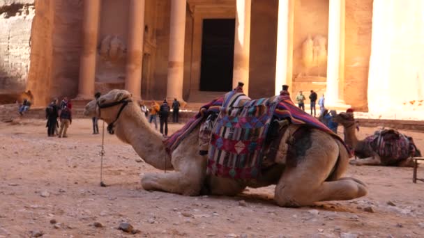 Dromedary, Petra Jordan 'daki Hazine Tapınağı' nın önünde oturuyor. — Stok video