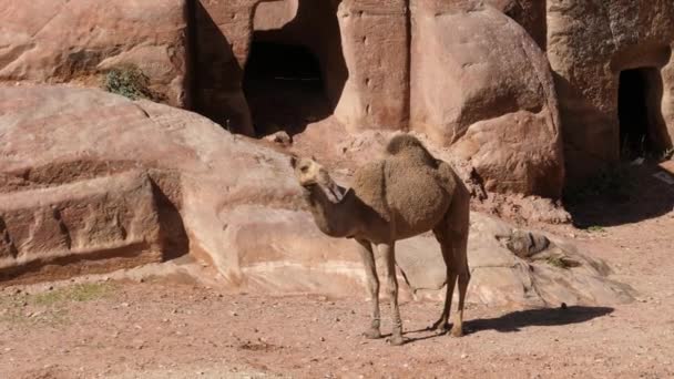 Dromedar-Kamel steht im felsigen Gebiet der Stadt Petra, Weltkulturerbe — Stockvideo