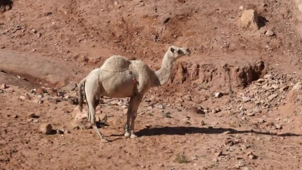 Дрожащий верблюд стоит в скальном районе города, входящего в список объектов всемирного наследия — стоковое видео