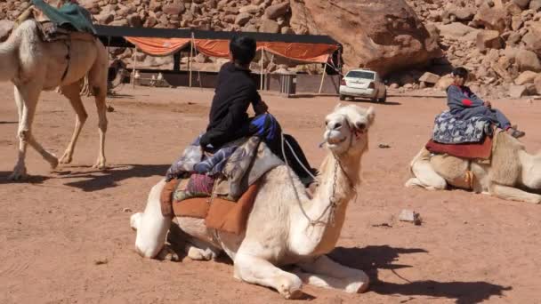 Бедуины сидят на дромадере, присел на землю, в то время как другой идет — стоковое видео