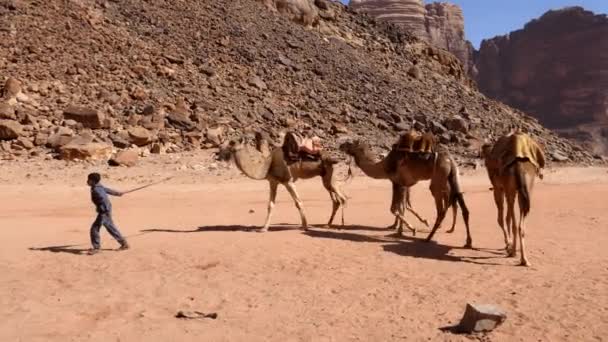 Бедуины с дромедиариями в оазисе в пустыне Вади Рам Лоуренса Аравийского — стоковое видео