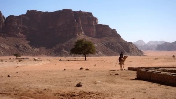 Пейзаж пустыни с изолированным деревом и бедуином на ходячем дромадере — стоковое видео