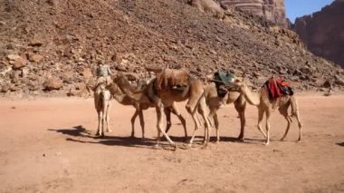 Bedevi, Ürdün 'ün Wadi Rum çölünde yürüyen bir grup dromedari sürüklüyor.