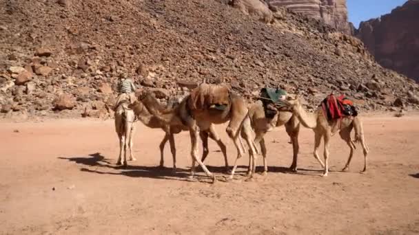 Ο Βεδουίνος σέρνει μια ομάδα δρομέων που περπατούν στην έρημο Wadi Rum της Ιορδανίας — Αρχείο Βίντεο