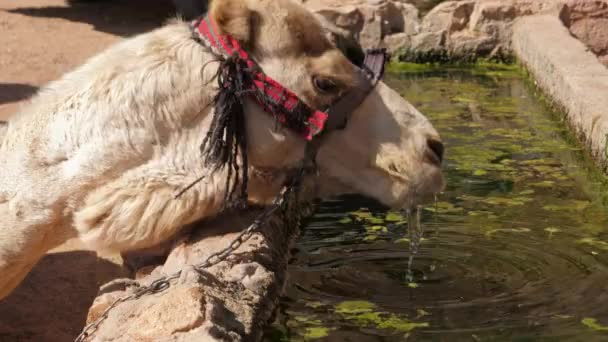 Dromedary, Ürdün 'deki Wadi Rum vahasındaki bir küvetten su içiyor. — Stok video