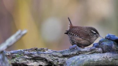 Genç Avrasyalı Wren 'in kısa kuyruklu, kalın bir dalda dikey görüntüsü 