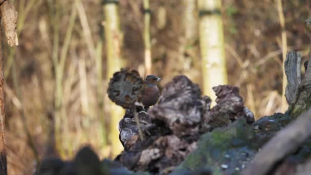 Красивый цветной Чаффинч, сидящий на ветке дерева, медленно двигает головой. — стоковое видео