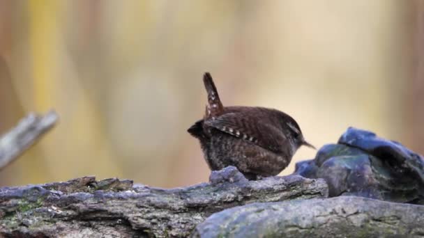 Unga eurasiska Wren Troglodytes Troglodytes sitter på en tjock gren av trädet — Stockvideo