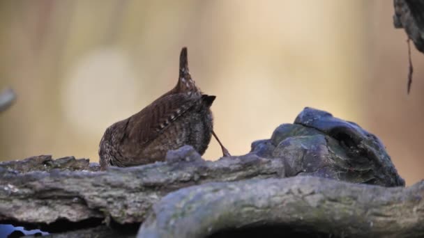 A small Eurasian Wren sits on the tree branch the only member of the wren family — Stock Video