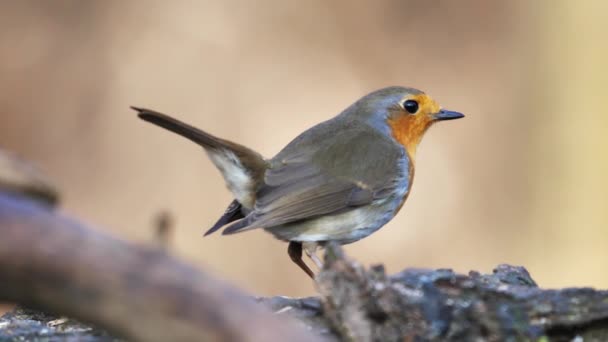 Robin europeo con un pecho naranja y vientre blanquecino cantando en una rama de árbol — Vídeo de stock