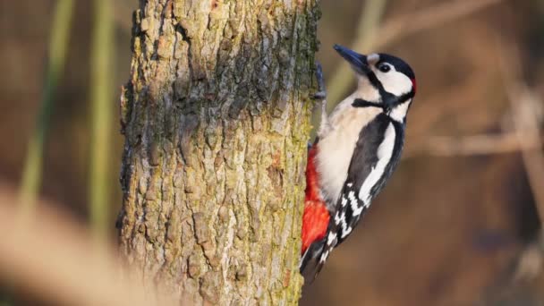 Buntspecht Dendrocopos Major sucht auf einem Baumstumpf nach Insekten — Stockvideo